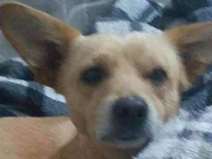 Cachorro raça Viralata idade 3 anos nome Yoshi