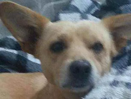 Cachorro ra a Viralata idade 3 anos nome Yoshi