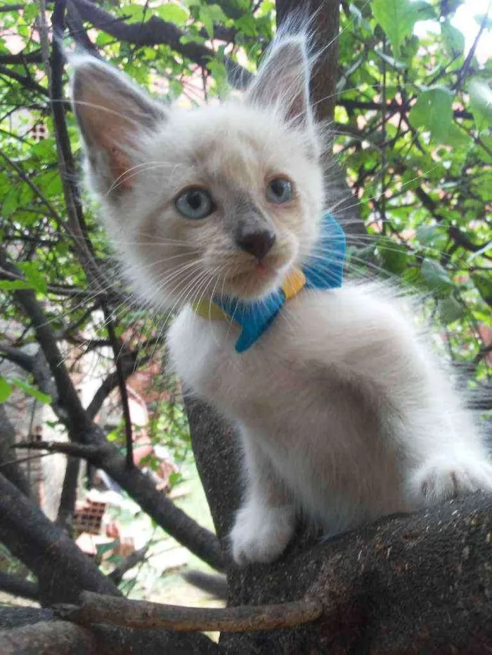 Gato ra a Diferente idade 2 a 6 meses nome Floco de neve
