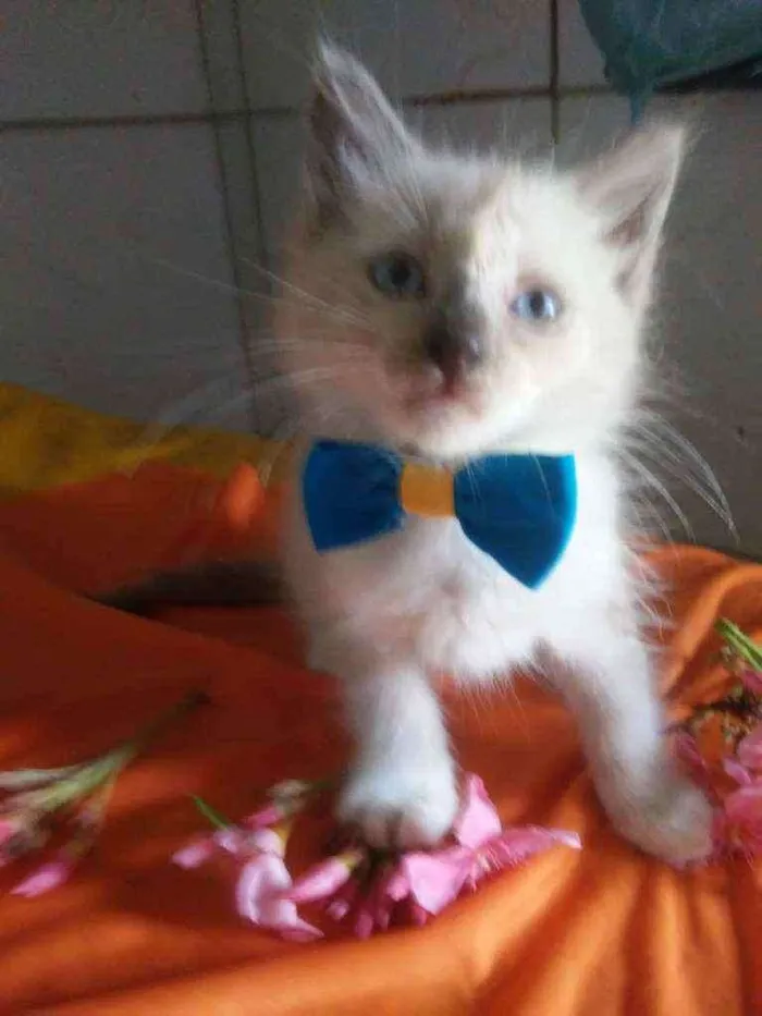 Gato ra a Diferente idade 2 a 6 meses nome Floco de neve