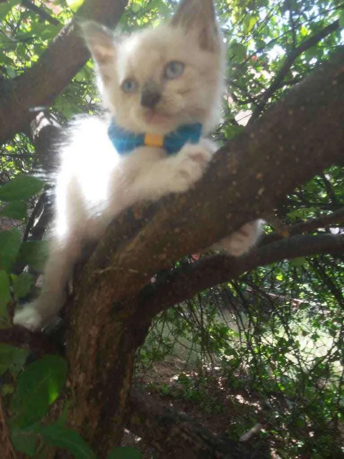 Gato ra a Diferente idade 2 a 6 meses nome Floco de neve