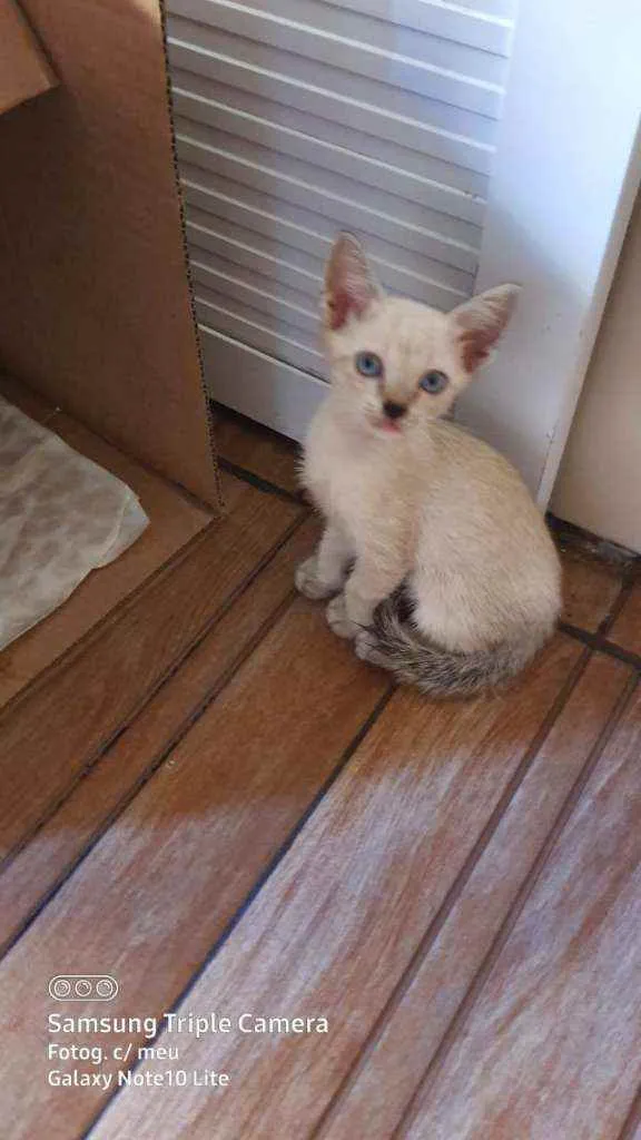 Gato ra a Comum idade  nome Lore