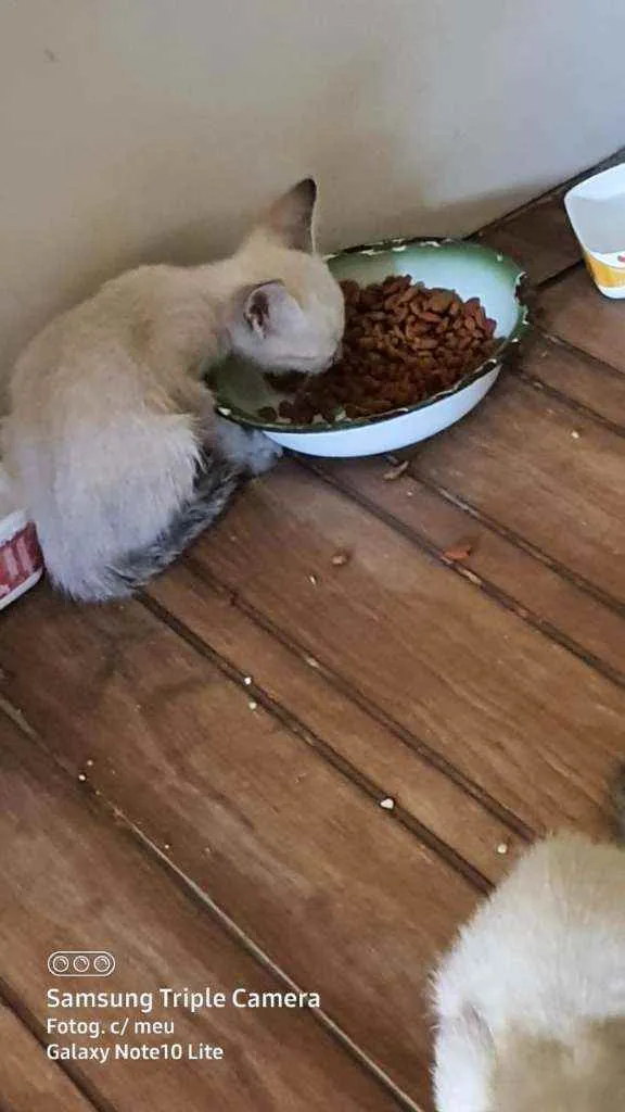 Gato ra a Comum idade  nome Lore