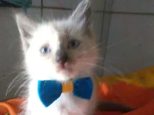 Gato raça Diferente idade 2 a 6 meses nome Floco de neve