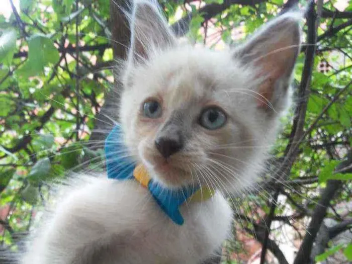 Gato ra a Diferente idade 2 a 6 meses nome Floco de neve