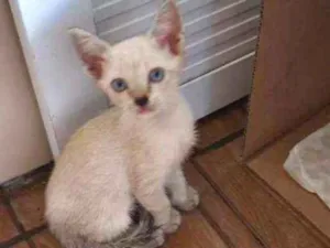 Gato raça Comum idade  nome Lore