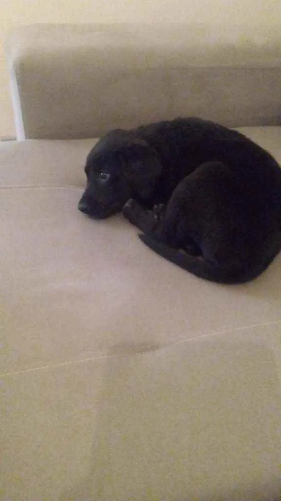 Cachorro raça Labrador retriever  idade 2 a 6 meses nome Samila