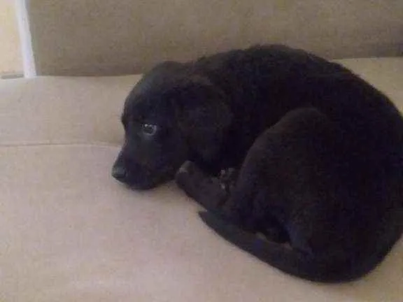 Cachorro raça Labrador retriever  idade 2 a 6 meses nome Samila
