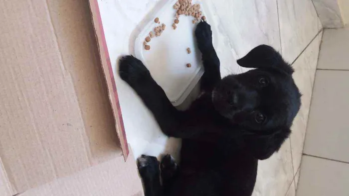 Cachorro raça Labrador retriever  idade 2 a 6 meses nome Samila