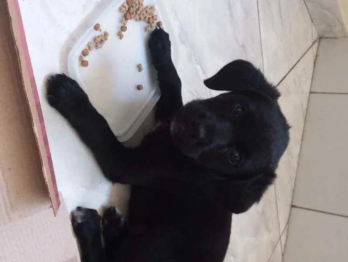 Cachorro raça Labrador retriever  idade 2 a 6 meses nome Samila