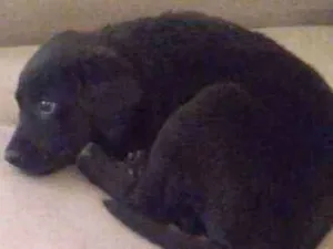 Cachorro raça Labrador retriever  idade 2 a 6 meses nome Samila
