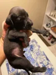 Negrito