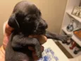 Negrito