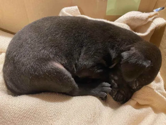 Cachorro ra a Vira-lata  idade Abaixo de 2 meses nome Negrito 