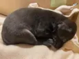 Negrito