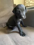Negrito