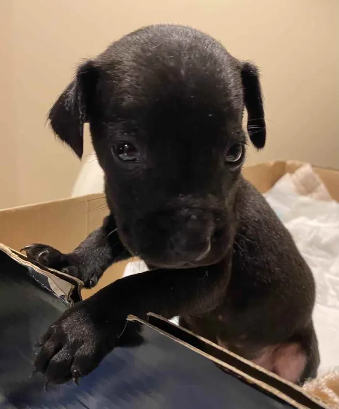 Cachorro ra a Vira-lata  idade Abaixo de 2 meses nome Negrito 
