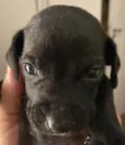 Negrito