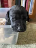 Negrito