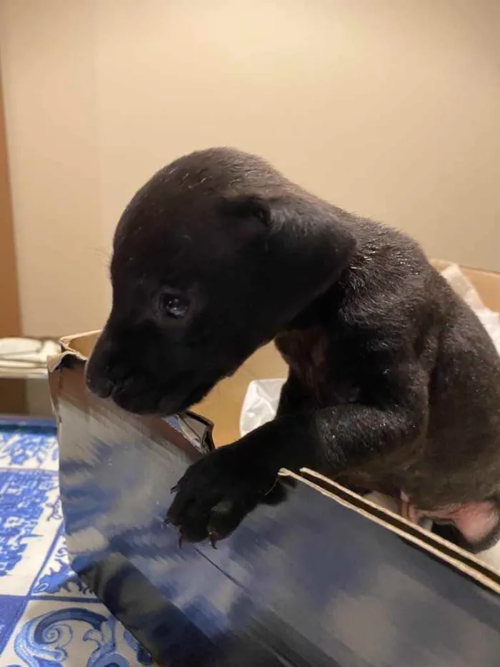 Cachorro ra a Vira-lata  idade Abaixo de 2 meses nome Negrito 