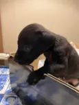 Negrito