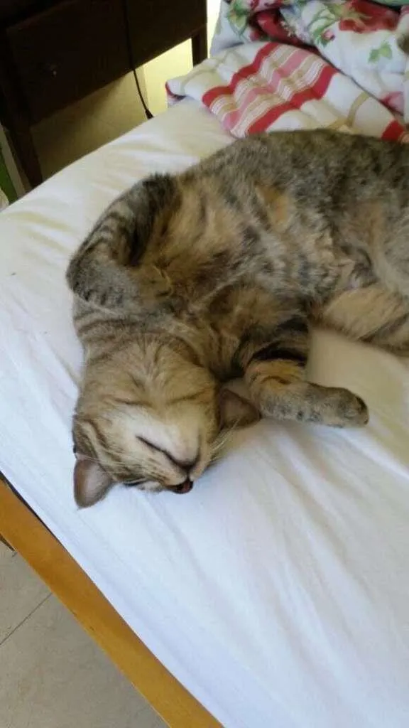 Gato ra a sem raça idade 2 anos nome Amora
