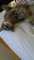 Amora