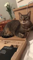 Amora