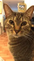 Amora