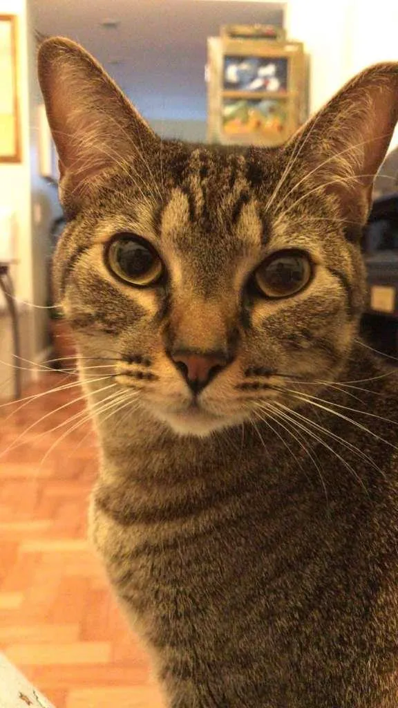 Gato ra a sem raça idade 2 anos nome Amora