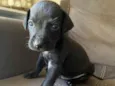 Negrito