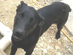 Cachorro raça Vira lata idade 2 a 6 meses nome Black