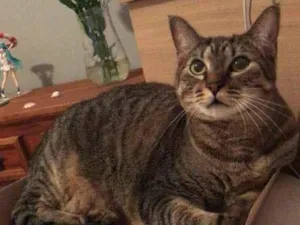 Gato raça sem raça idade 2 anos nome Amora