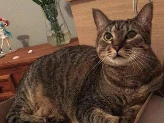 Gato ra a sem raça idade 2 anos nome Amora
