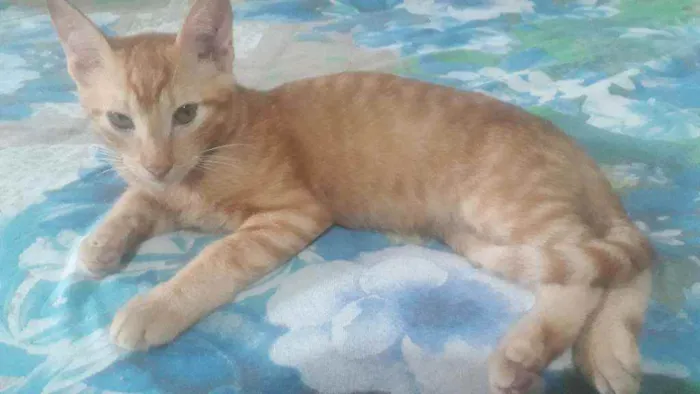 Gato ra a Não sei idade 2 a 6 meses nome Simba, berty, Léia, 