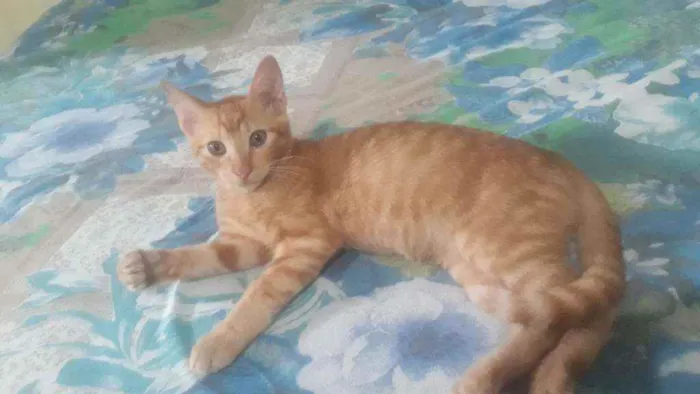 Gato ra a Não sei idade 2 a 6 meses nome Simba, berty, Léia, 