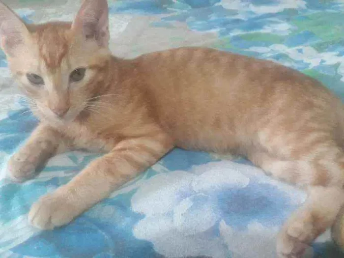 Gato ra a Não sei idade 2 a 6 meses nome Simba, berty, Léia, 