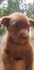 Cachorro raça SRD-ViraLata idade 2 a 6 meses nome Sem Nome