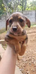 Cachorro raça SRD-ViraLata idade 2 a 6 meses nome Sem Nome