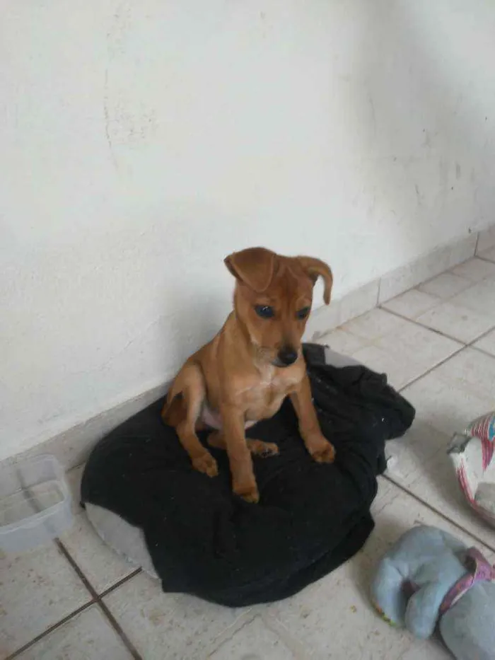 Cachorro ra a De rua  idade 2 a 6 meses nome Baylee