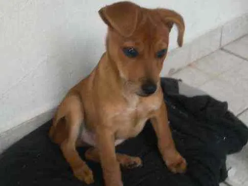 Cachorro ra a De rua  idade 2 a 6 meses nome Baylee