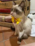 Lola