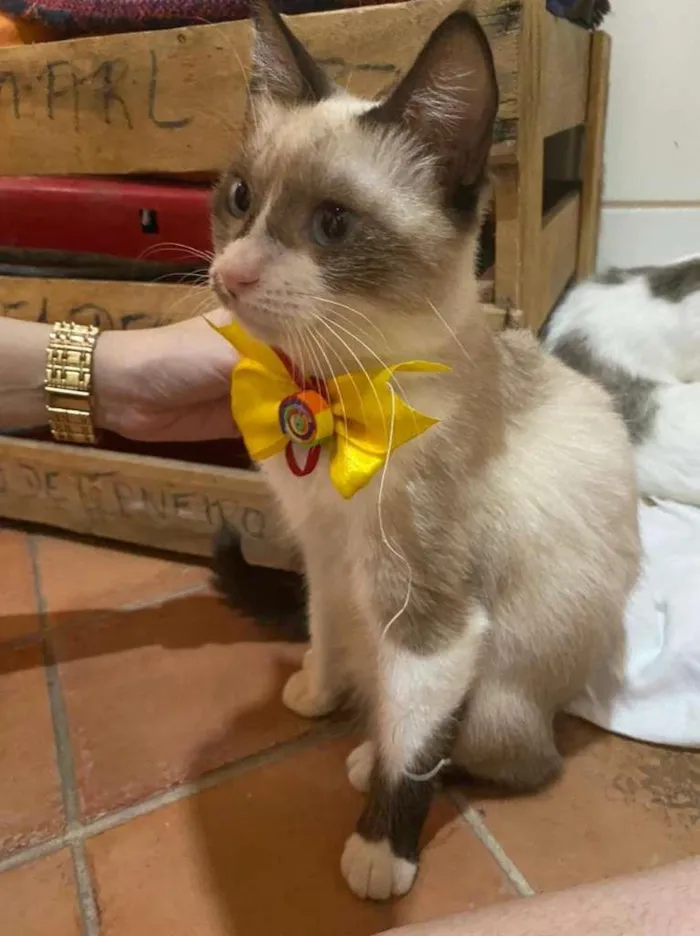 Cachorro ra a SRD-ViraLata idade 1 ano nome Lola