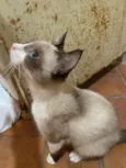 Lola