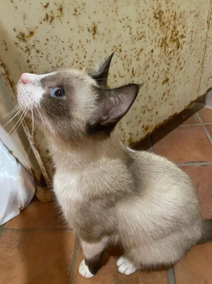 Cachorro ra a SRD-ViraLata idade 1 ano nome Lola