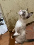 Lola