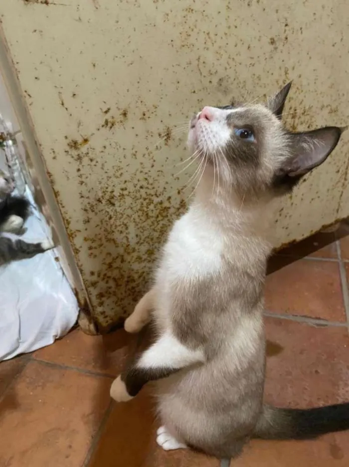 Cachorro ra a SRD-ViraLata idade 1 ano nome Lola