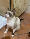 Lola