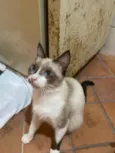 Lola