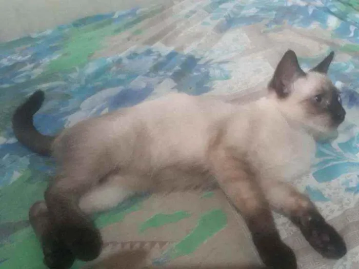 Gato ra a Não sei idade 2 a 6 meses nome Simba, berty, Léia, 